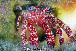Finally a critter with a bit of color. by Kevin Bryant 